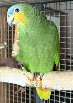 samice - amazoňan oranžovokřídlý - hledá druha