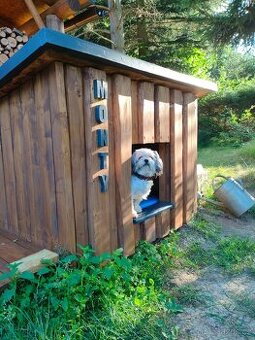 Hledáme fenku shih-tzu ke krytí