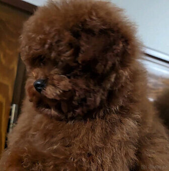 pudel 100% toy girl  Red Braun