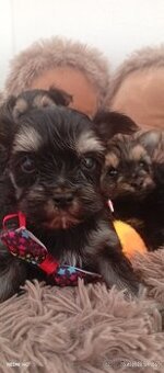 Jorkšírský teriér