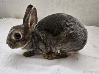 Zakrslý králíček