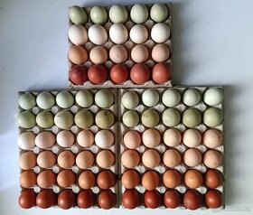 Domácí barevná vejce