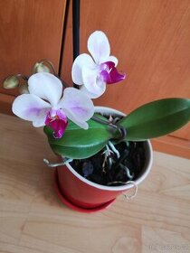 Prodám orchidej včetně keramického květináče