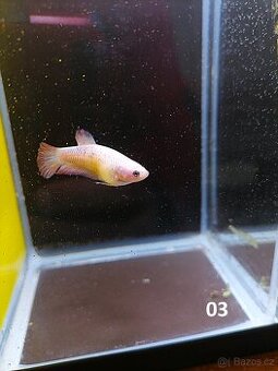 Betta Splendens - Betta bojovnice (Samice 03) - 1