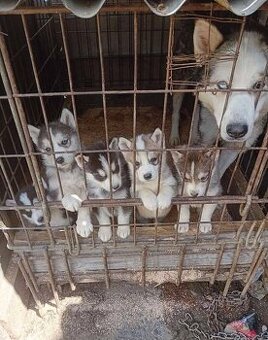 sibiřský husky