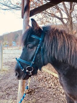 Pony valach 4 roky