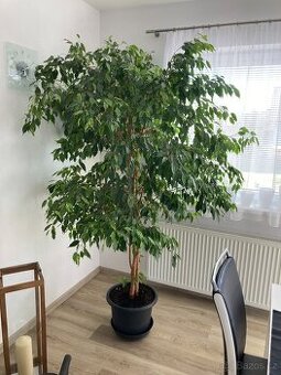 Ficus benjamina (Fíkus Benjamín)