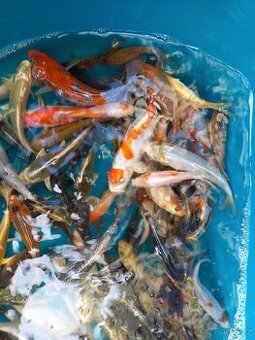 KOI KAPR.