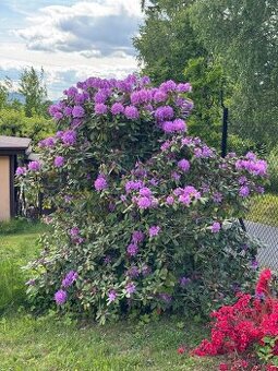 🌺 PRODÁM 3 VZROSTLÉ OKRASNÉ KEŘE – rododendrony a azalky 🌸 - 1