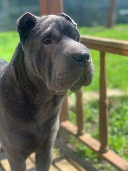 Sharpei bez PP ke krytí
