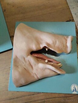 Anatomický model prasečí rypák 60 léta 20 století