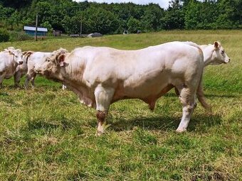Prověřený 4-letý plemenný býk CHAROLAIS - Rezervovaný