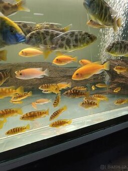 Nimbochromis Venustus - 1