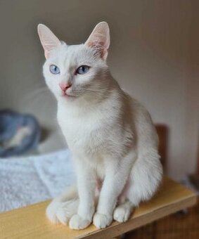 Kiki