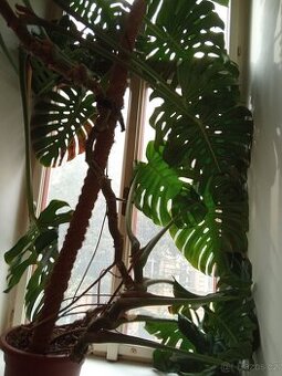 Prodám Monsteru Variegata