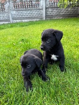Labrador/bernski - 1