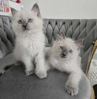 Ragdoll koťatka blue lynx