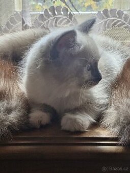 Ragdoll koťata