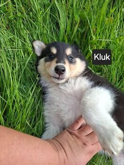 Stěně Husky X Collie