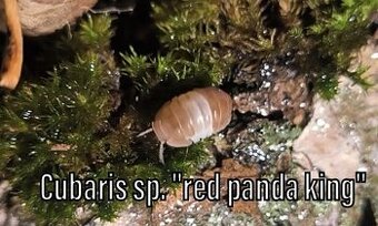 Isopody, mnohonožky, chvostoskoci - posílám v termoboxu