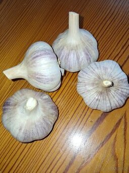 Zimní sadbový česnek Slavin, česká odrůda