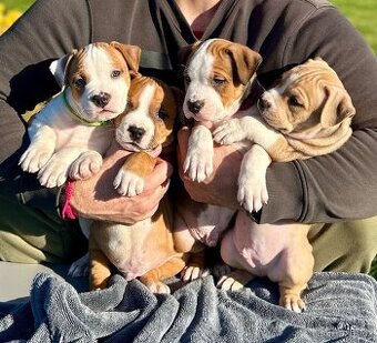 Americký Stafordšírsky teriér s PP 🐾🩷🩵🐶