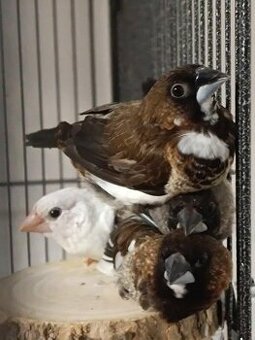 Chůvička japonská – čtveřice