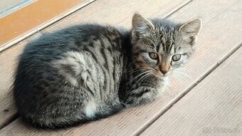 NABÍZÍME koťátko mourka.