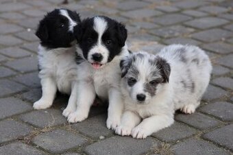 Border kolie , Border Collie FCI
