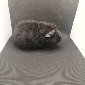 Morče, morčátko s PP