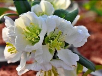 NIVALIS - Kdoulovec - Perfektní na likéry a sirupy