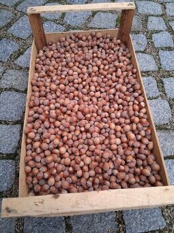 Ořechy lískové neloupané