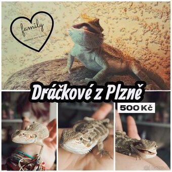 Agama vousatá - Plzeň