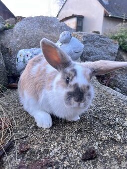 Zakrslý beránek - kluk 🩵