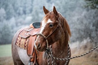 Vánoční sleva: připouštění QH hřebcem (pleasure, all around)