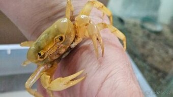 Terrathelphusa kuhlii