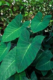 Xanthosoma Brasiliense