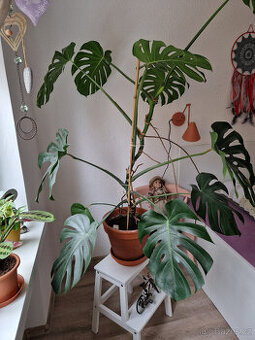Monstera Skvostná