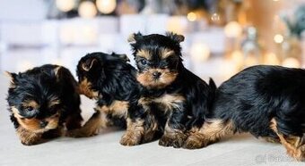 Koupíme fenečku jorkšírského teriéra s odběrem květen–červen