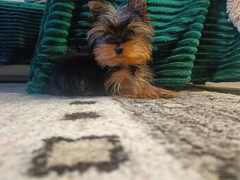 MICRO York Yorkšírský teriér XXXS připraven k odběru VIDEO