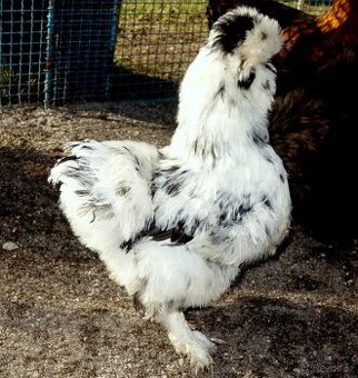 Hedvábnička velká vousatá