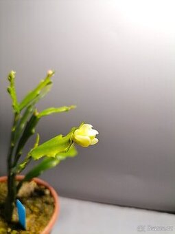 Schlumbergera - Vánoční kaktus: Thor Wild White (řízek)