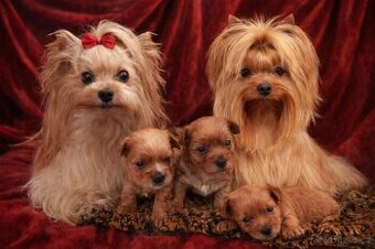 Jarní miminka zlatého jorkšírského terriera