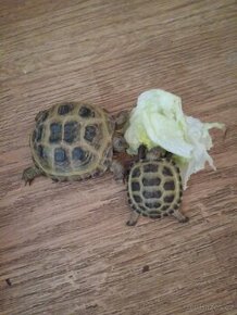 Prodám dvě želvy stepní