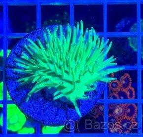 Morske koraly - Nova ponúka