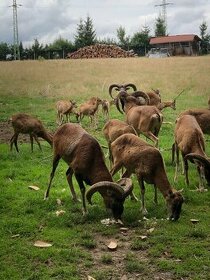 Mufloni a Muflončata