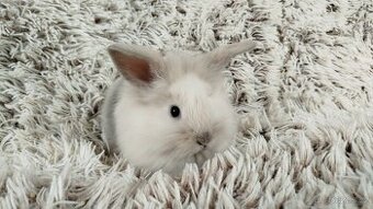 Zakrslý králík, králíček -(lvíček)-VIKY