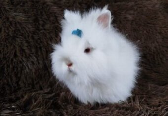 Zakrslý králíček, králík - (TEDDY)-HERBERT