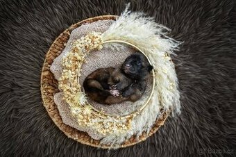 Belgický ovčák malinois s PP - 1