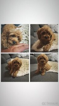 Cavapoo